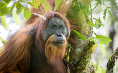 Tapanuli Orangutan