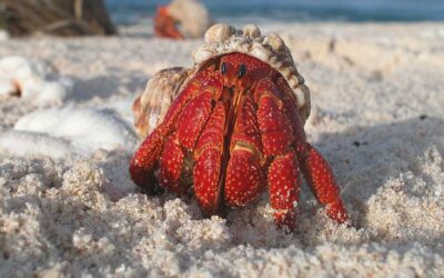 Hermit Crab