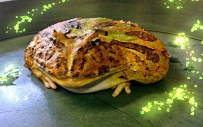 Horned Frog