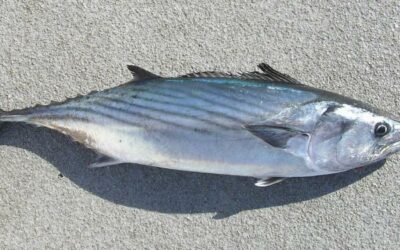 Bonito Fish