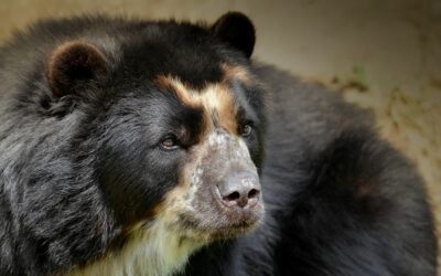 Spectacled Bear