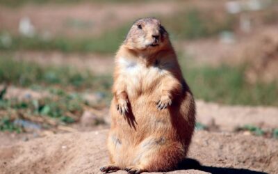 Prairie Dog